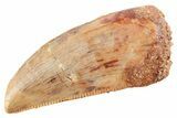Serrated Raptor Tooth - Real Dinosaur Tooth #364824-1